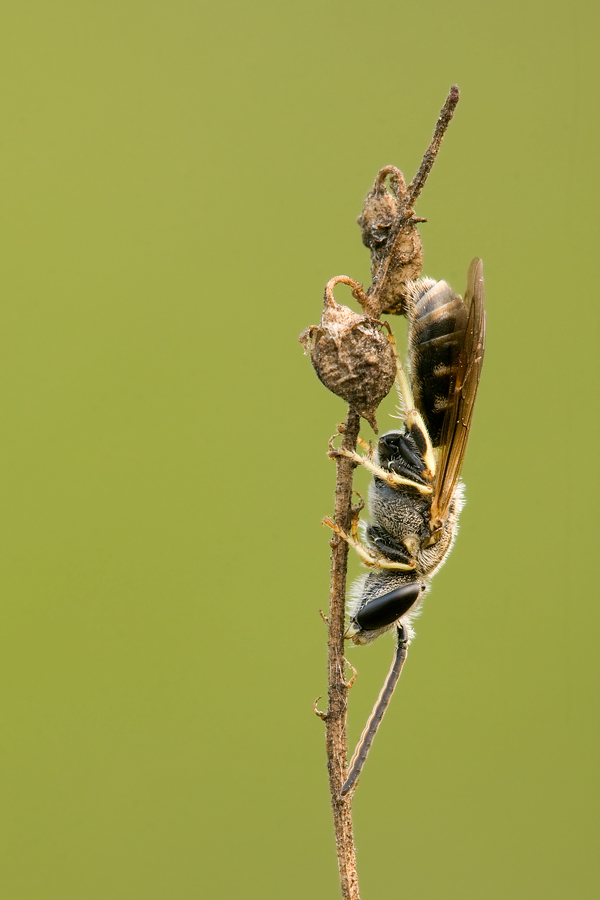 Halictus o Lasioglossum, Eumenes,  Leucospis cfr brevicauda